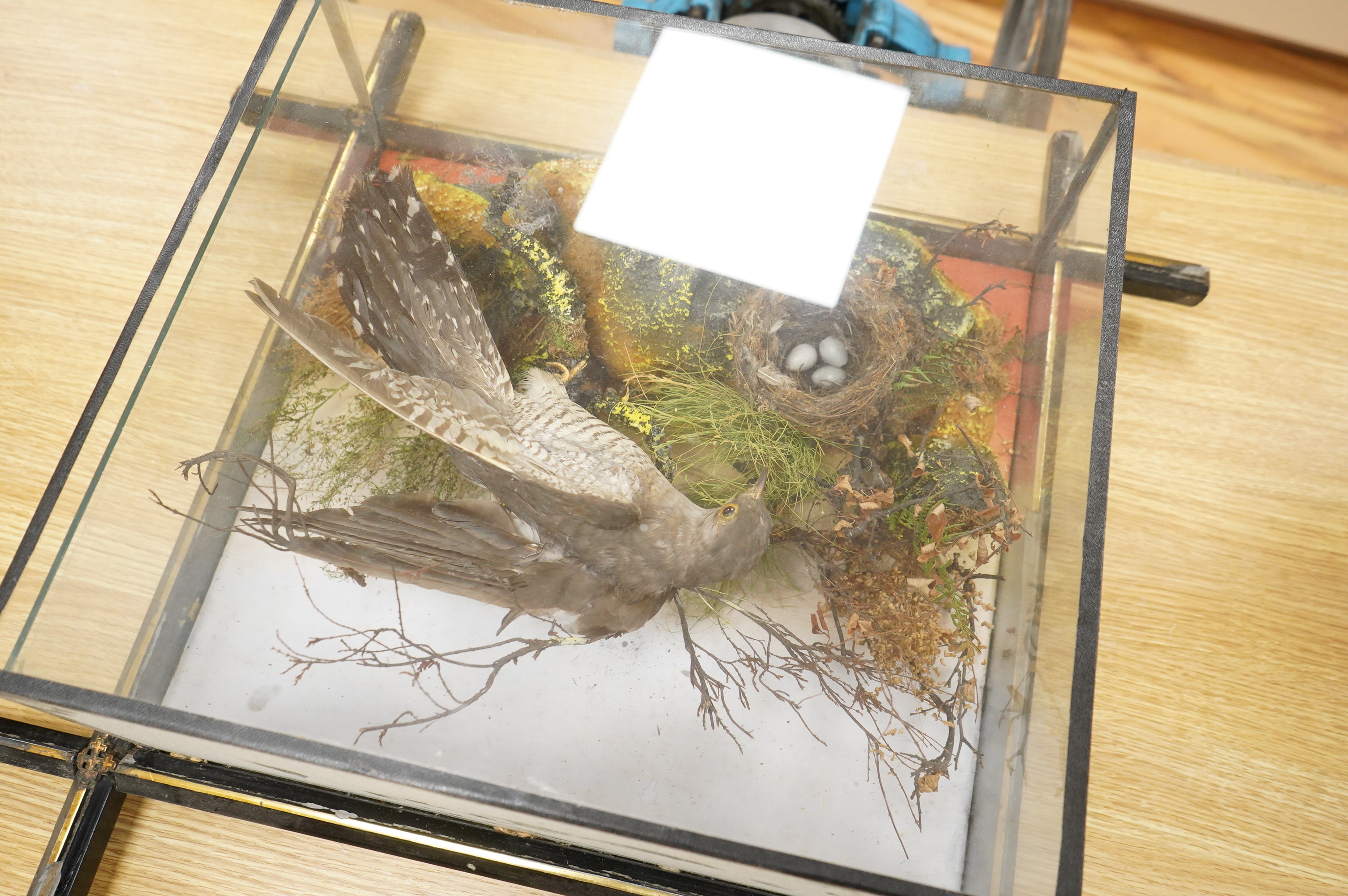 A Victorian taxidermy display of a cuckoo with a nest in foliage, contained within a wool hanging a glass cabinet with ebonised frame, 58cm high, 62cm wide, 18cm deep